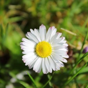 The photo shows a singe daisy. It is a close up image with lush green grass in the background