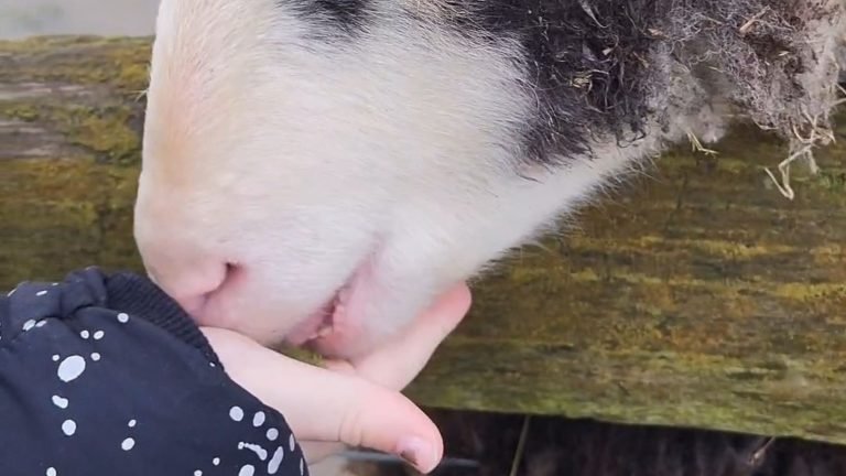 Hounslow urban farm
