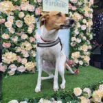 Darcie our white and brown german pointer style dog sits on a platform with several peach coloured roses behind her and in front of her