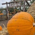 A large pumpkin sits on a bale of hay with a sign behind reading 'pumpkins'