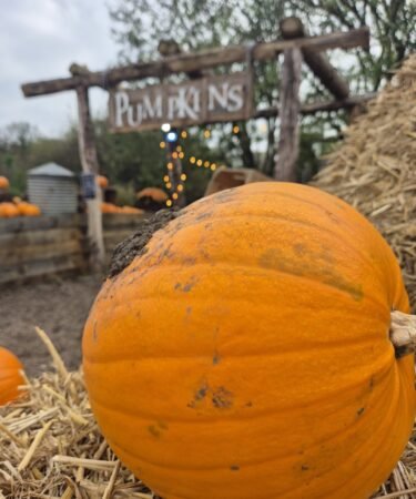 A large pumpkin sits on a bale of hay with a sign behind reading 'pumpkins'