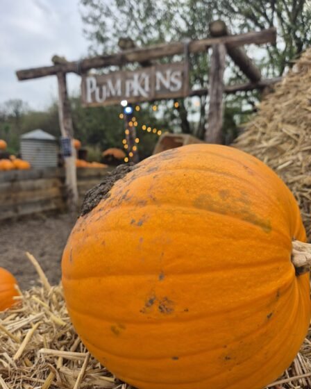 A large pumpkin sits on a bale of hay with a sign behind reading 'pumpkins'