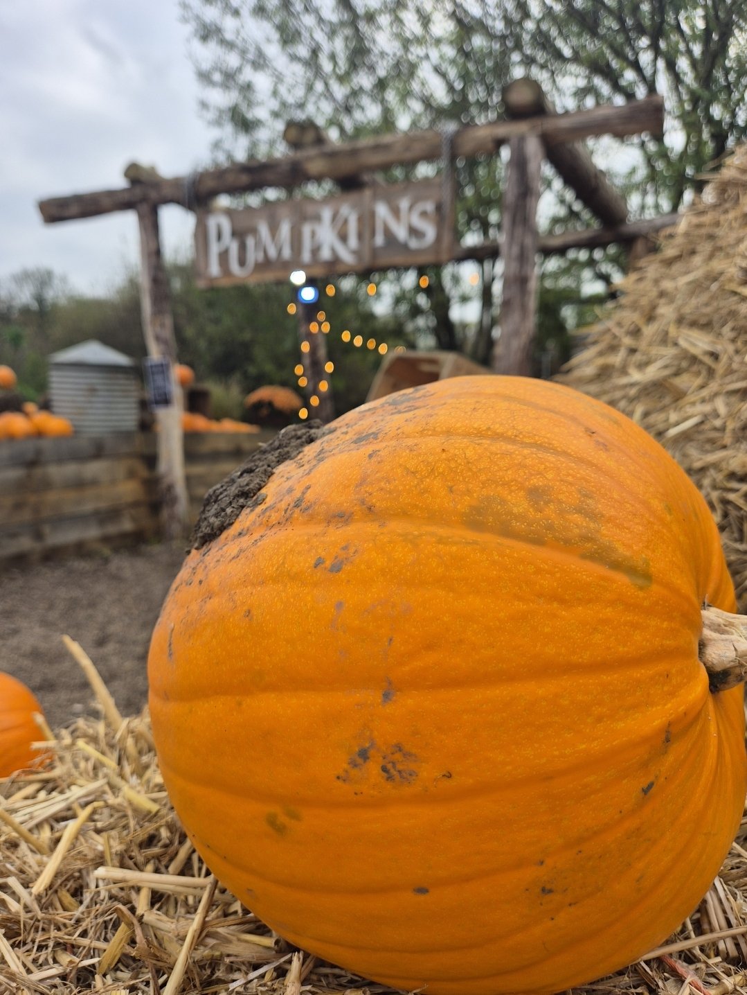 A large pumpkin sits on a bale of hay with a sign behind reading 'pumpkins'