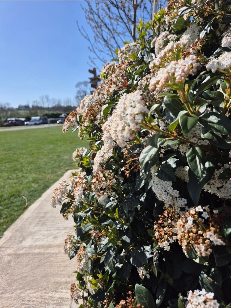 The photo shows a bush with pink flowers, behind it is lush green grass and a clear, bright blue sky