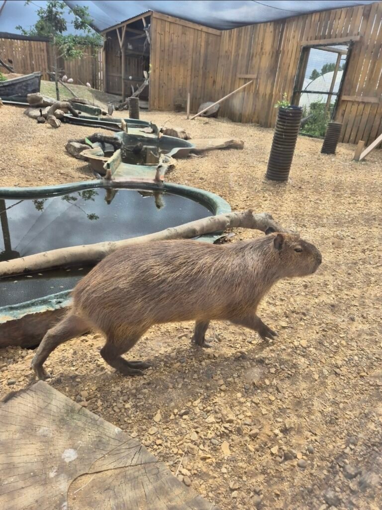 Is Millets wildside and falconry centre a good day out?