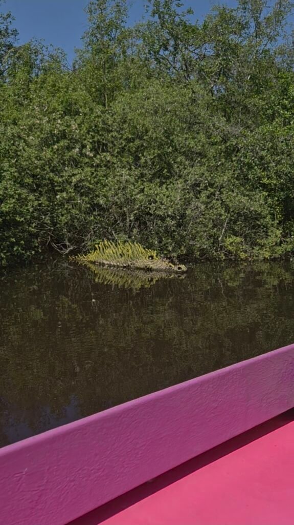 The photo is taken from a pink boat, the end of it is visible at the bottom of the photo. In the background is a large wooden alligator in the water with moss growing on it's back